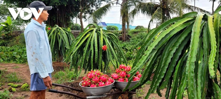Ngày Tết trái thanh long bất ngờ tăng giá nhà vườn phấn khởi