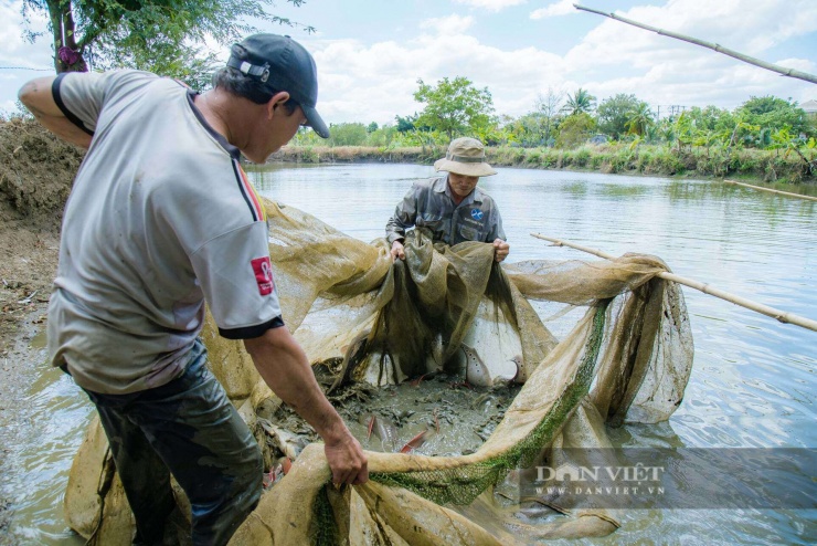 Cá lăng đuôi đỏ được nông dân xã Hòa Phú (Đắk Lắk) thu mua từ người đánh bắt trên sông Sêrêpốk, đưa về ao nuôi.