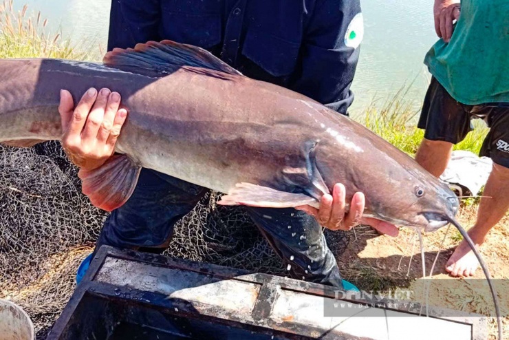 Dịp cận Tết Nguyên đán ở Đắk Lắk, cá lăng đuôi đỏ nặng khoảng 15 kg được bán với giá 500.000 đồng/kg.