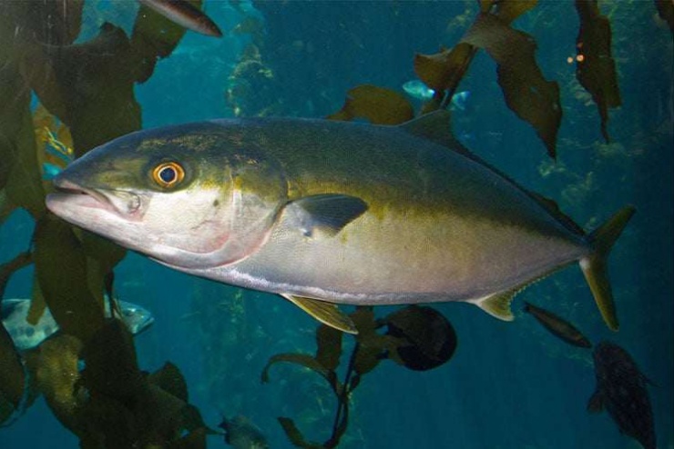 Trong khi các nước như Nhật Bản, Trung Quốc đã và đang nghiên cứu song chưa thành công, trong khi đó, các nhà khoa học thuộc Viện Nghiên cứu nuôi trồng thủy sản I của Việt Nam đã nghiên cứu, cho sinh sản thành công cá cam -loài cá có giá thương phẩm khoảng 1 triệu đồng/kg.