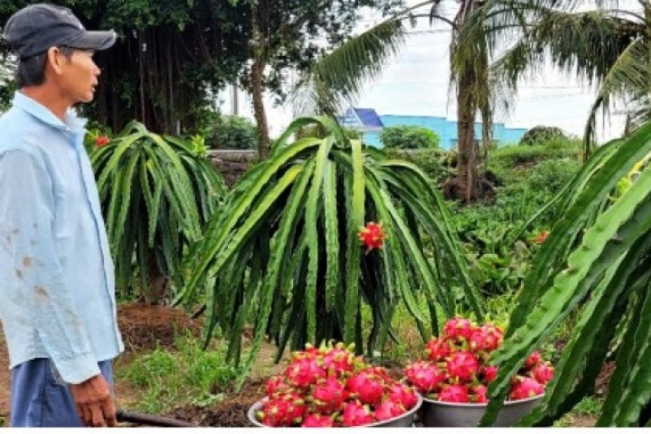 Ngày Tết, trái thanh long ở Đồng Tháp tăng giá bất thường