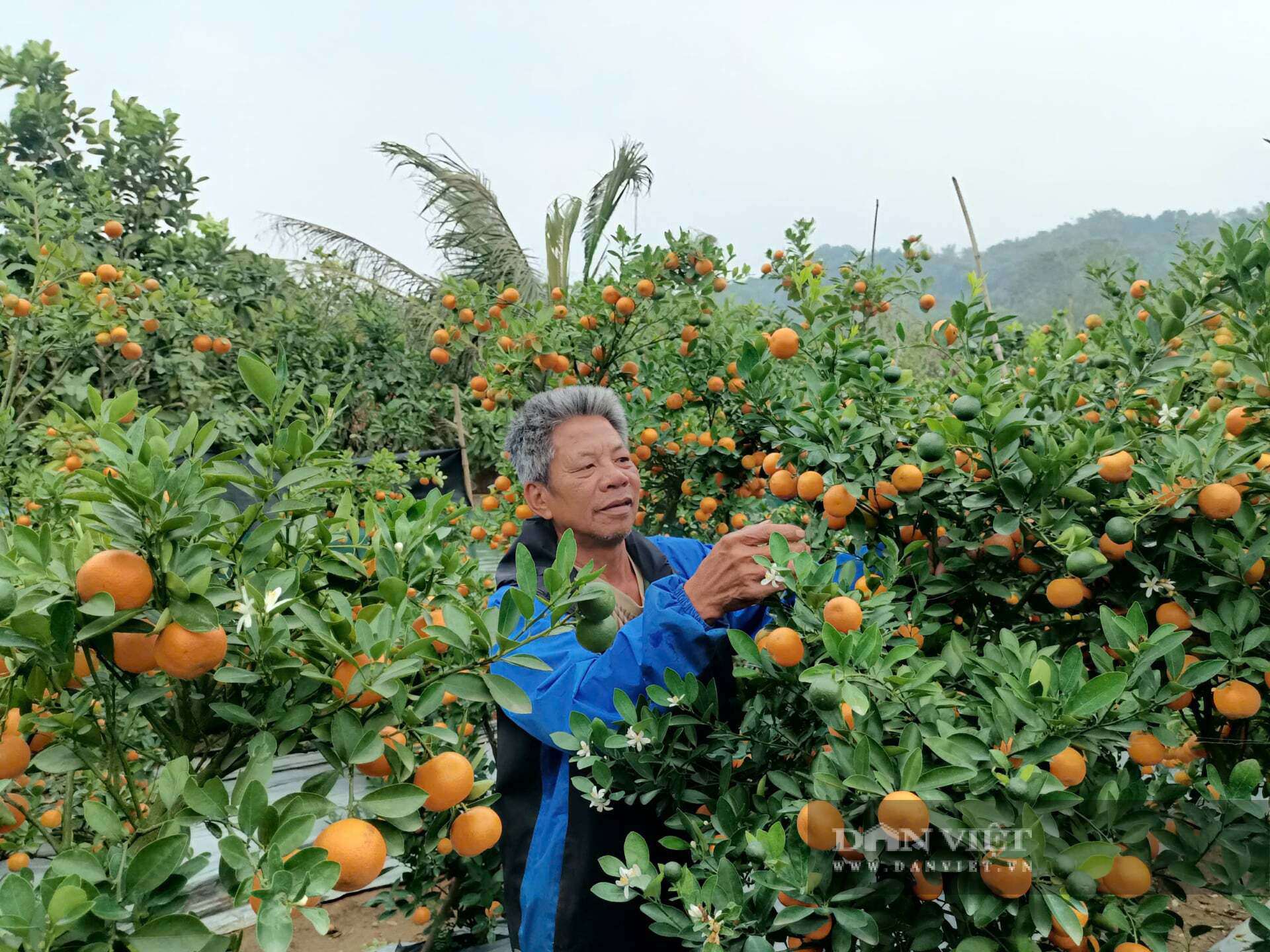 Nhờ trồng quất cảnh đã giúp ông Quân vươn lên làm giàu, tạo công ăn việc làm cho nhiều lao động ở địa phương. Ảnh: Lưu Hoà.