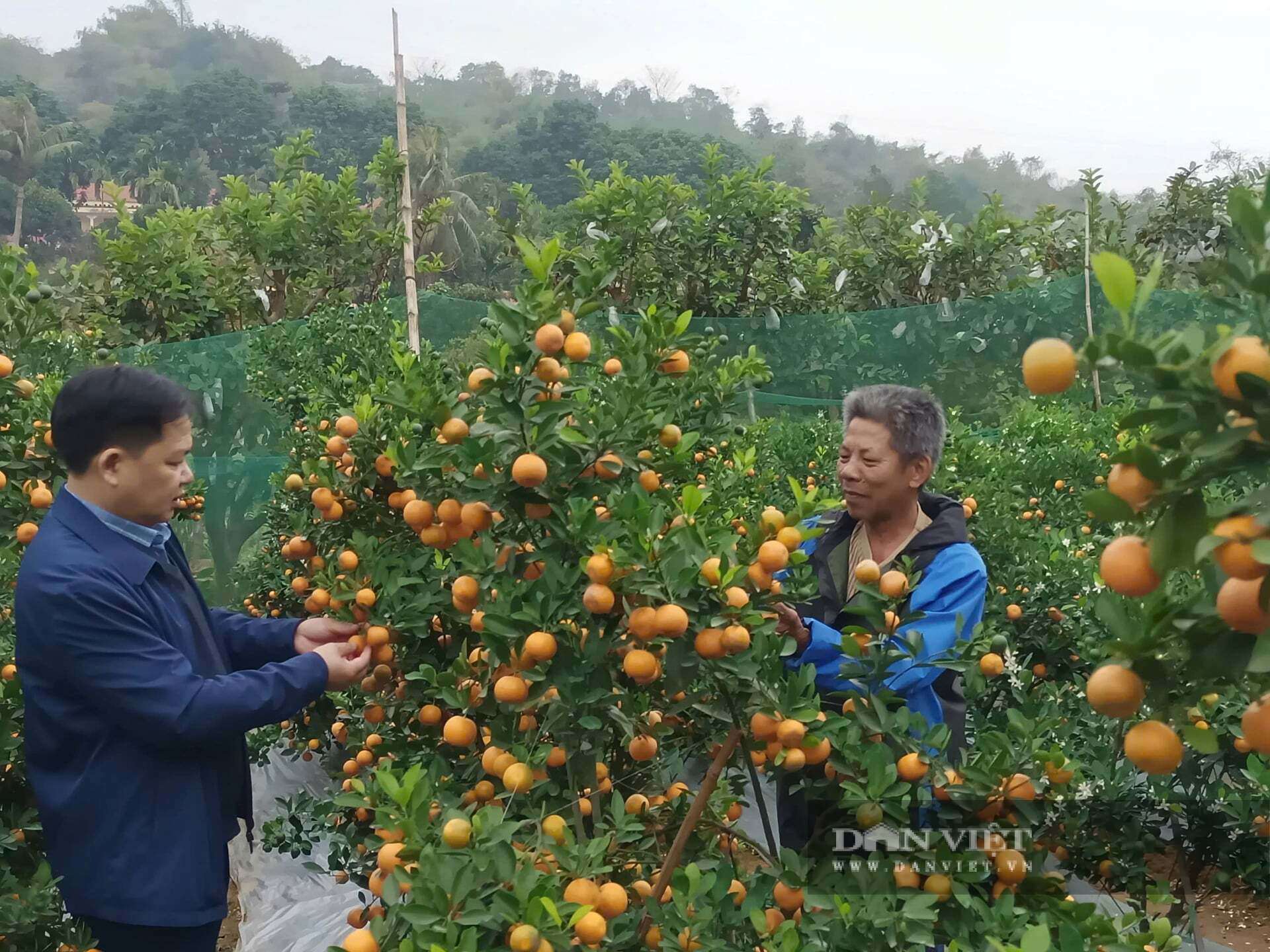 Nhờ trồng quất cảnh đã giúp ông Quân vươn lên làm giàu, tạo công ăn việc làm cho nhiều lao động ở địa phương. Ảnh: Lưu Hoà.