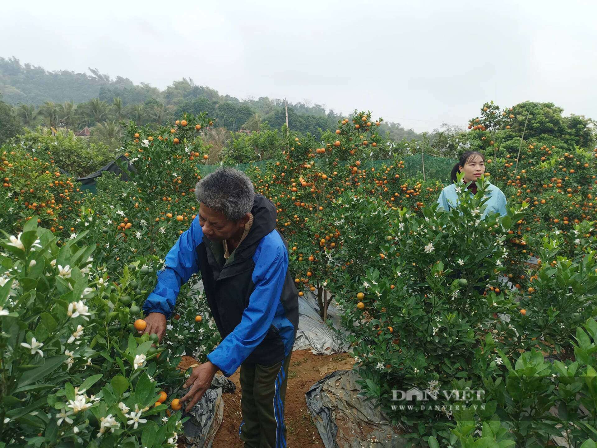 Nhờ trồng quất cảnh đã giúp ông Quân vươn lên làm giàu, tạo công ăn việc làm cho nhiều lao động ở địa phương. Ảnh: Lưu Hoà.