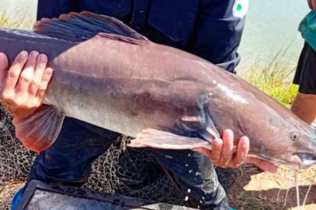 Loài "thủy quái" to dài ở sông Sêrêpốk, nuôi thành công dưới ao tại Đắk Lắk, tết đến thương lái cứ giục bắt bán đi thôi