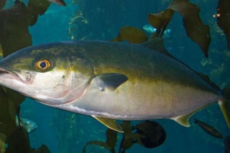 Đây, loài cá mới, Việt Nam là nước đầu tiên trên thế giới cho sinh sản thành công, Trung Quốc, Nhật Bản đang nghiên cứu