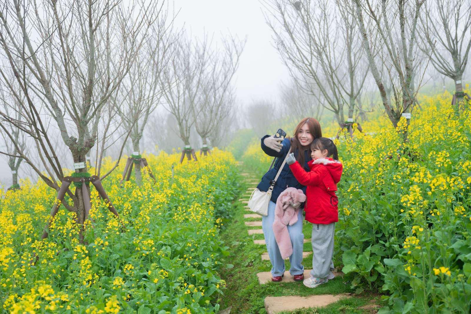 Con đường hoa cải rực rỡ sắc vàng dưới làn sương mù của núi rừng Sapa mê hoặc du khách.