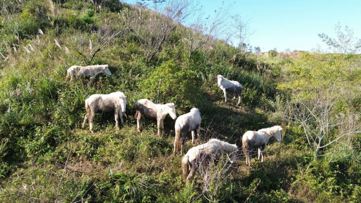 Ngựa bạch là giống quý được bà Hằng nhân giống, nuôi quy mô lớn lên tới hàng trăm con. Ảnh: P.H.