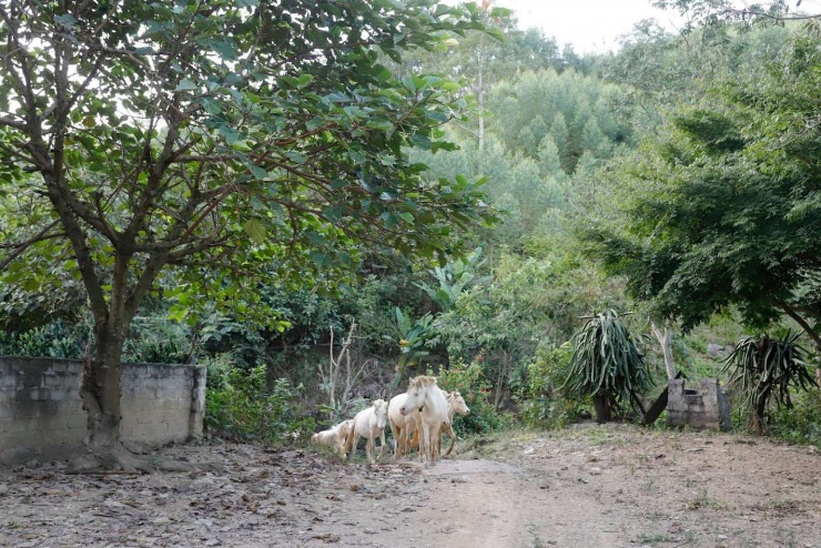 Sau nhiều năm nhân giống, đến nay trang trại của bà Hằng đã khoảng 100 con ngựa bạch giống Tây Tạng và Việt Nam. Ảnh: P.H.