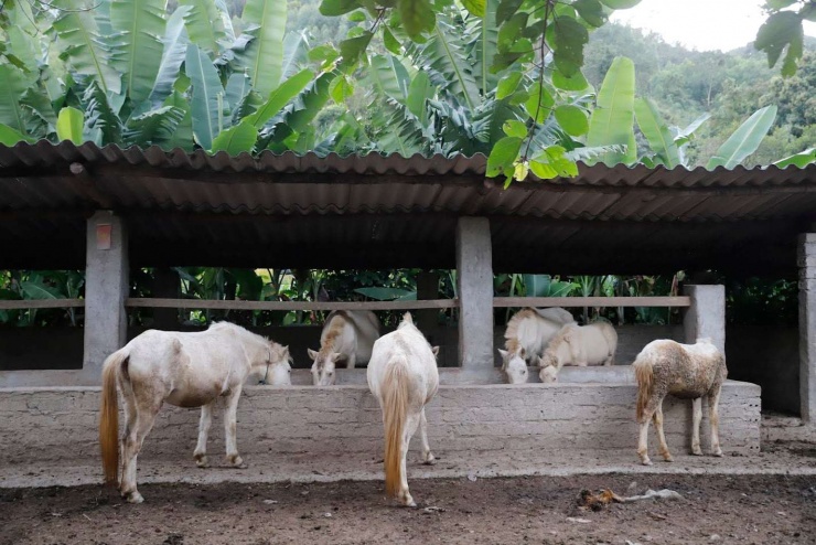 Trung bình một năm trang trại có 20-40 con ngựa bạch sinh sản. Ảnh: P.H.