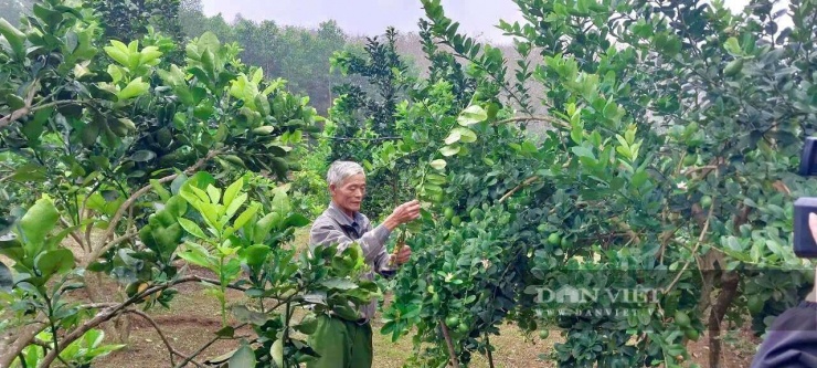 Hiện gia đình ông Hoàng Công Toản, ở thôn Phúc Tân, xã Cẩm Tân, tỉnh Thanh Hóa (địa phận huyện Cẩm Thủy trước đây) đang trồng 1 ha chanh vàng Mỹ.