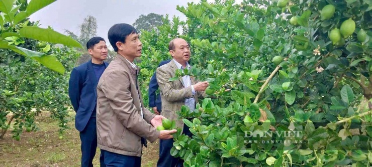 Mô hình trồng chanh vàng Mỹ của gia đình ông Toản được nhiều nhiều đến thăm quan học hỏi.