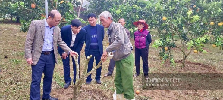 Ngoài bán quả ông Toản còn bán cây ghép.