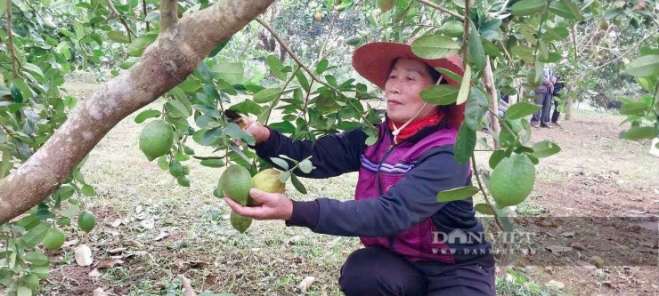 Hiện chanh vàng Mỹ của gia đình ông Toản đang cho năng xuất từ 10 đến 15 kg/cây.