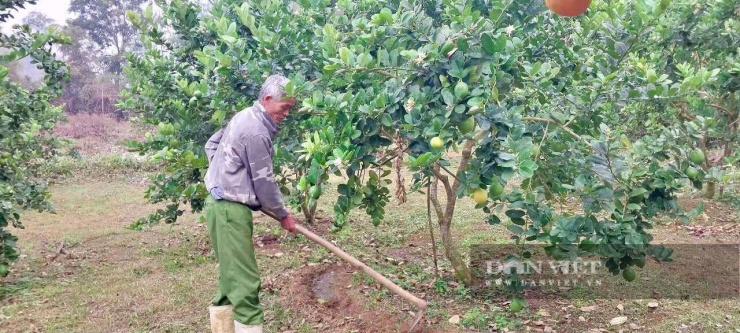 Nhờ áp dụng kỹ thuật ghép mắt từ cành chanh vàng Mỹ lên gốc bưởi trưởng thành nên vườn chanh của gia đình ông Toàn luôn sinh trưởng và khả năng chống chịu tốt.