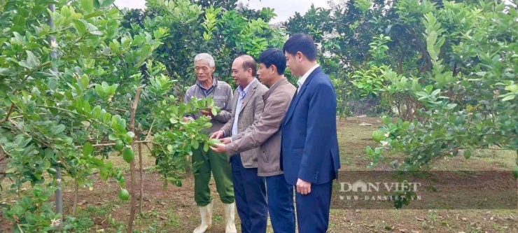 Lãnh đạo Hội Nông dân tỉnh Thanh Hóa thăm quan mô hình trồng chanh vàng Mỹ của&nbsp;gia đình ông Hoàng Công Toản, ở thôn Phúc Tân, xã Cẩm Tân, tỉnh Thanh Hóa.