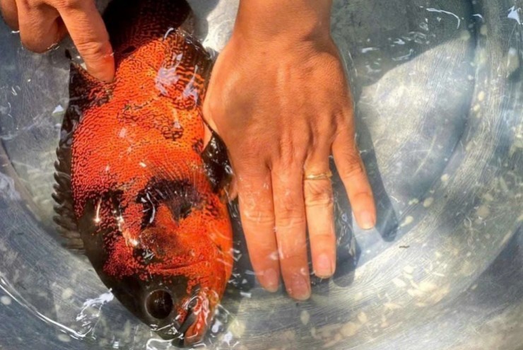 Nuôi cá lạ gì bơi dày đặc theo bầy dưới bể, một người Hậu Giang (nay là Cần Thơ) tốn ít cám mà bán lại dễ hơn bán heo?