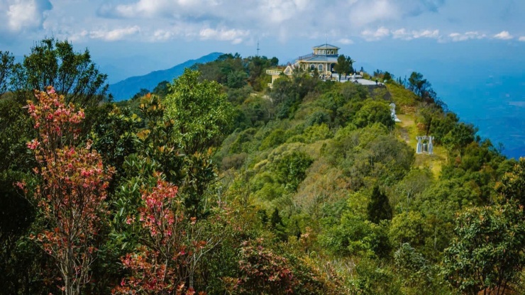 Đỗ quyên hoa chuông là cây gỗ nhỏ cao tới 5m, cành non không lông, lá cũng mọc chụm ở đầu cành. Hoa mọc ở đầu cành với màu trắng hoặc đỏ, tạo điểm nhấn nhẹ nhàng giữa nền rừng.