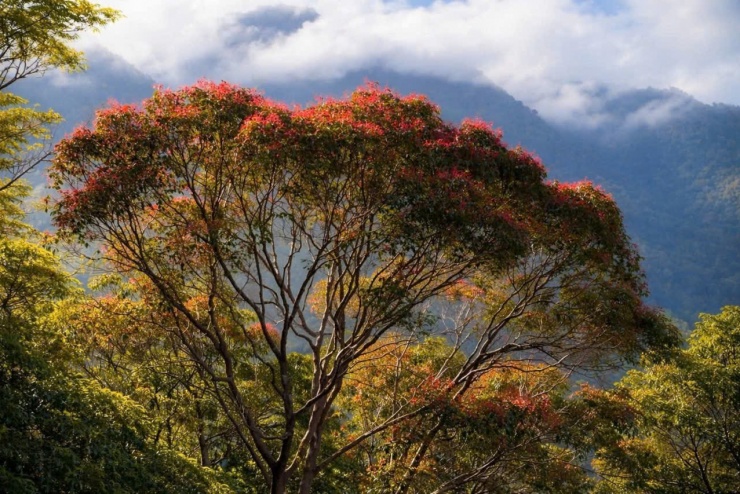 Cây Hồng Lộc (Syzygium campanulatum) với lá non màu đỏ cũng góp phần tô điểm cho bức tranh mùa xuân ở Bạch Mã.