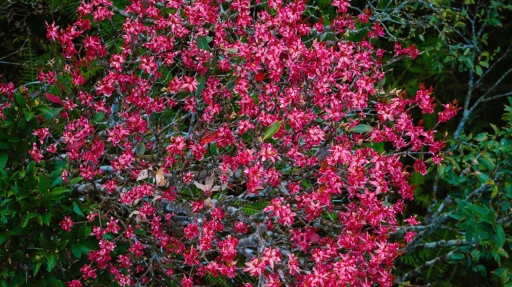 Sự hòa quyện của nhiều loài hoa mang lại vẻ đẹp vừa rộn ràng vừa tinh khôi cho núi rừng.