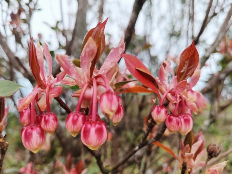 Nổi bật trong mùa này sắc màu của đỗ quyên hoa chuông và đỗ quyên hoa đỏ.