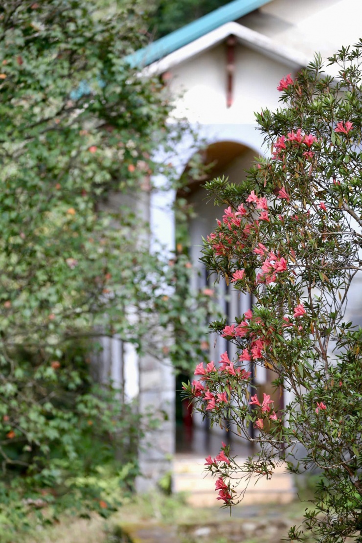 Đỗ quyên hoa đỏ là cây nhỏ cao khoảng 2,5m, lá mọc chụm ở đầu cành, lá non có lông dài.