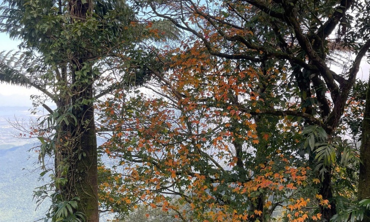 Cùng thời điểm, loài Thích Bắc Bộ góp thêm gam màu cho bức tranh xuân. Đây là cây gỗ cao 5 đến 7m, cành và lá không lông, lá có 3 thùy rõ. Hoa mọc thành chùm tụ tán hẹp ở đầu cành, đến mùa nở tạo nên những mảng hoa dịu giữa tán rừng...