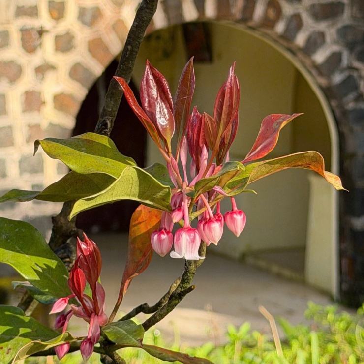 Tại Hội nghị Vườn Di sản ASEAN lần thứ 8 diễn ra ở Quảng Ninh mới đây, cùng với Vườn Quốc gia Xuân Thủy, Vườn Quốc gia Pù Mát, Vườn Quốc gia Côn Đảo và Khu bảo tồn thiên nhiên văn hóa Đồng Nai, Vườn quốc gia Bạch Mã (TP Huế) được ban tổ chức trao Chứng nhận là Vườn Di sản ASEAN.