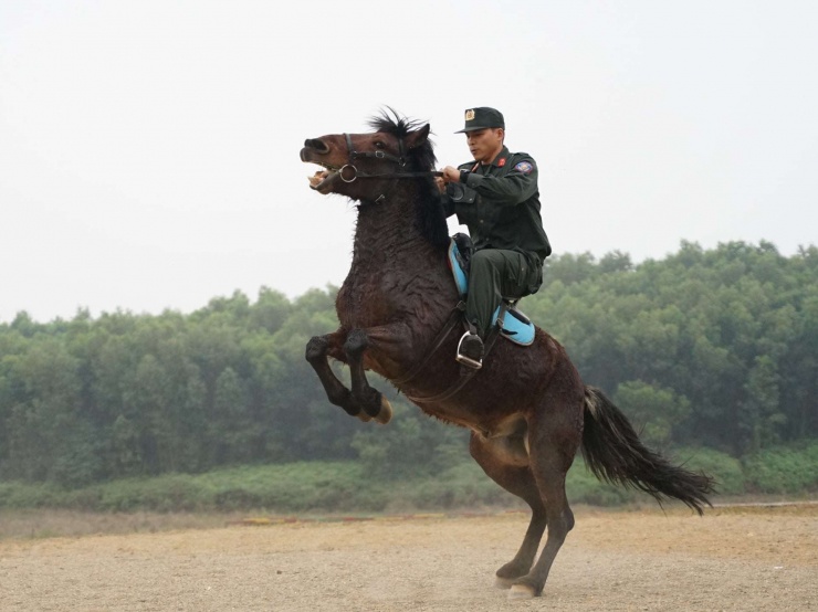 Sau 5 năm làm quen, huấn luyện rồi cùng làm nhiệm vụ, các chiến sĩ Cảnh sát cơ động đã thành thạo điều khiển những chiến mã dũng mãnh. Ảnh: X.A