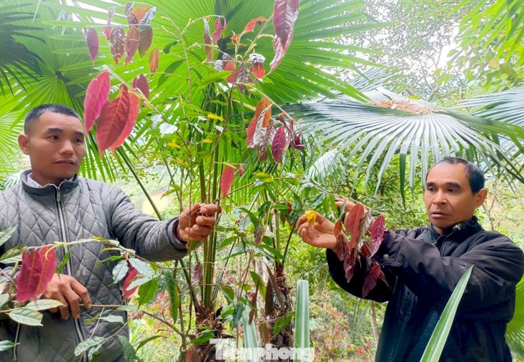 Hoa chè sau khi hái được thương lái thu mua với giá 250.000 đồng/kg. Ngày thuận lợi, người dân có thể thu hái 4-5kg hoa chè, mang lại thu nhập cả triệu đồng.