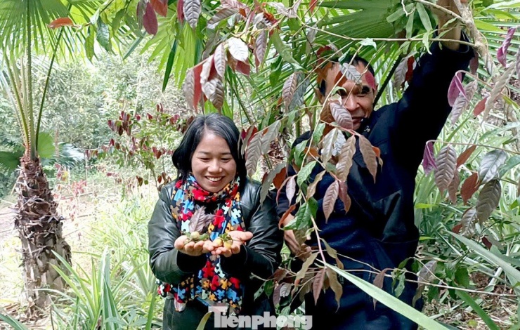 Vào rừng hái chè hoa vàng kiếm bộn tiền - 2