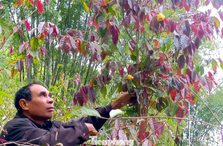 Ông Xeo Văn Tình - người tiên phong đưa chè hoa vàng về trồng và nhân giống, mang lại thu nhập tốt cho gia đình.