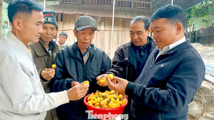 Chính quyền địa phương đang khuyến khích bà con nhân giống, trồng tại vườn nhà, vừa bảo vệ rừng, vừa tạo nguồn thu ổn định.