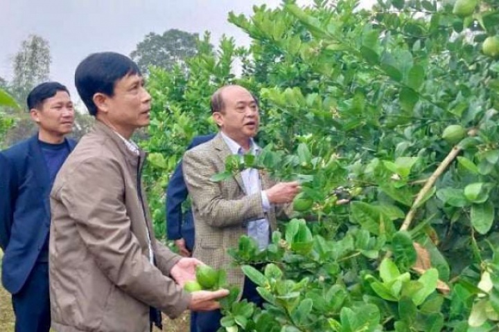 Đánh liều trồng thứ cây xuất xứ từ Mỹ, quả to thô lố, cái hay là ông nông dân Thanh Hóa này bán được cả quả lẫn cây