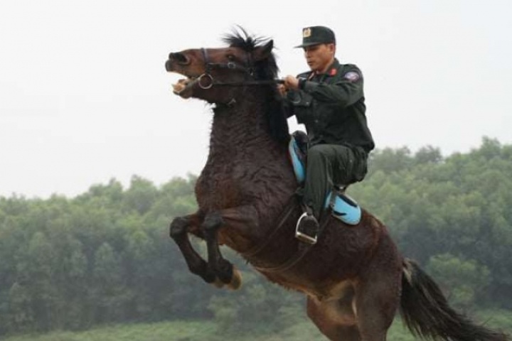 Chiến mã của Cảnh sát cơ động: Từ thảo nguyên Mông Cổ đến đơn vị kỵ binh duy nhất ở Việt nam