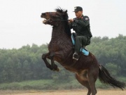 Chiến mã của Cảnh sát cơ động: Từ thảo nguyên Mông Cổ đến đơn vị kỵ binh duy nhất ở Việt nam