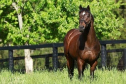 Điều ít biết về chú ngựa đắt nhất thế giới, giá lên tới gần 1.000 tỷ đồng