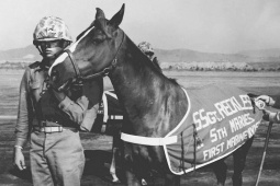 Những chú ngựa nổi tiếng nhất lịch sử thế giới