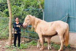 Một trong những người sở hữu đàn ngựa bạch lớn nhất Việt Nam là ai?