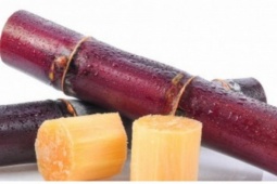 Loại cây ngọt như đường, giúp dưỡng gan bổ thận, một cây cả nhà ăn