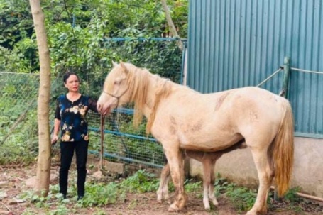 Một trong những người sở hữu đàn ngựa bạch lớn nhất Việt Nam là ai?