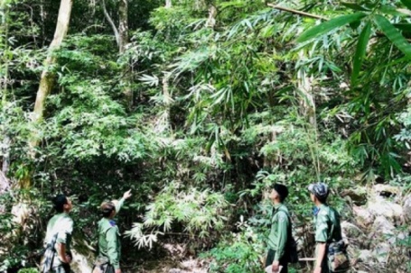 Gác niềm riêng, giữ rừng xuyên Tết