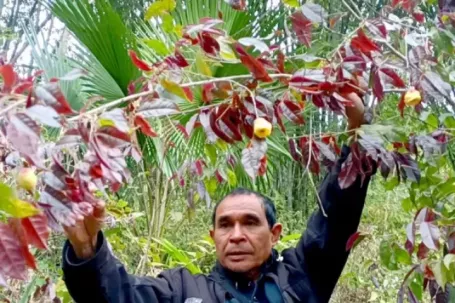 Vào rừng hái chè hoa vàng kiếm bộn tiền