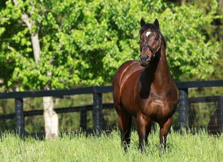 Chỉ trong 4 mùa phối giống đầu, Fusaichi Pegasus đã tạo ra khoảng 724 con ngựa con, mang về gần 87 triệu USD. (Ảnh: Sothebysrealty).