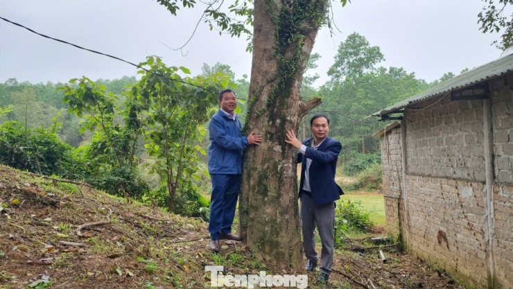 Những gốc trầm cổ thụ hai người ôm không xuể có giá trị cao.