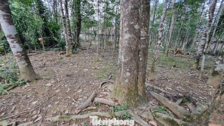 Giữa những khu vườn rộng, có gốc trầm cổ thụ được người dân bảo tồn, gìn giữ.