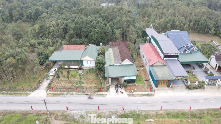 Người dân trồng trầm tại các khu vườn của gia đình.