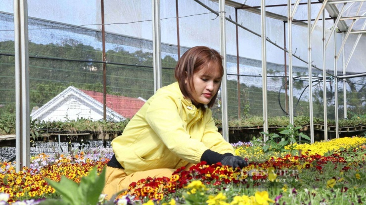 Y Hoa Nỡm hái hoa viola để đóng gói, vận chuyển cho khách hàng.&nbsp;Ảnh: Văn Long.