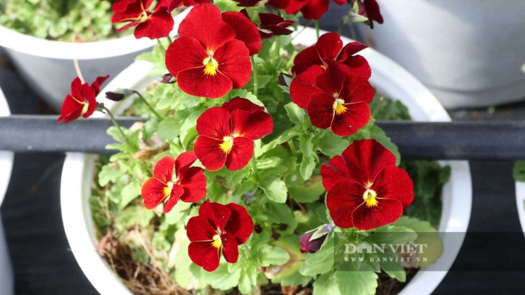 Trồng hoa viola tên nghe lạ hoắc, làm đẹp đồ ăn bàn tiệc, nông dân Lâm Đồng cứ bán 1kg cầm về non 1 triệu - 6