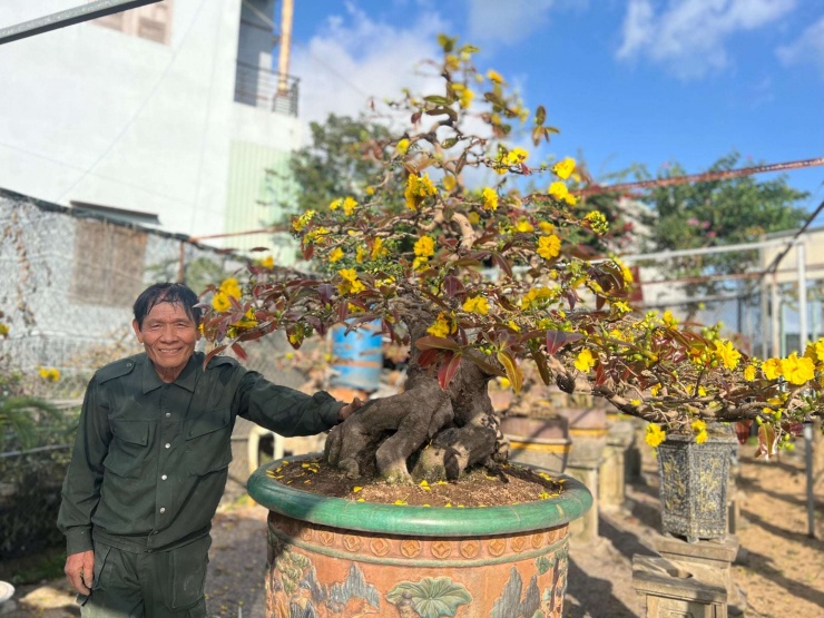 Ông Nguyễn Trí Tuấn, chủ vườn mai bonsai Tuấn Ngọc (ngụ thôn Thanh Liêm, xã Nhơn An, thị xã An Nhơn, tỉnh Bình Định cũ), nay thuộc tỉnh Gia Lai, bên cây mai&nbsp; vàng tiền tỷ của mình.